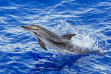 Adult striped dolphin (Stenella coeruleoalba) leaping near La Gomera, Canary Islands, Spain, Atlantic, Europe