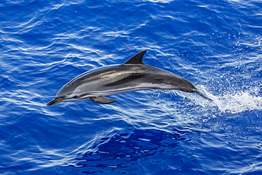 Adult striped dolphin (Stenella coeruleoalba) leaping near La Gomera, Canary Islands, Spain, Atlantic, Europe