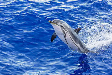 Adult striped dolphin (Stenella coeruleoalba) leaping near La Gomera, Canary Islands, Spain, Atlantic, Europe