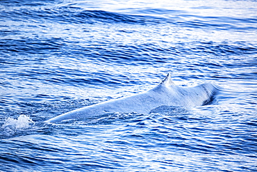 A single adult blue whale (Balaenoptera musculus) surfacing in deep water off Funchal, Madeira, Portugal, Atlantic, Europe