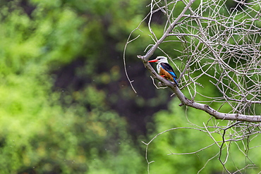 Male grey-headed kingfisher (Halcyon leucocephala) at Curral Grande, Fogo Island, Cape Verde, Africa