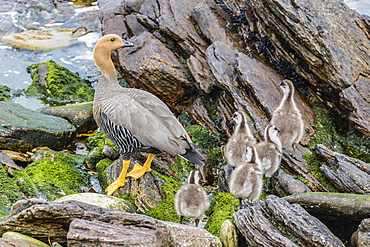 Adult female upland goose (Chloephaga picta leucoptera) with goslings at Carcass Island, Falkland Islands, U.K. Overseas Protectorate, South America