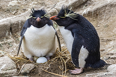 Adult rockhopper penguins (Eudyptes chrysocome) at nesting site on New Island, Falkland Islands, U.K. Overseas Protectorate, South America