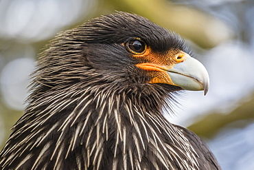 Adult striated caracara (Phalcoboenus australis), known locally as a Johnny Rook, Carcass Island, Falkland Islands, U.K. Overseas Protectorate, South America