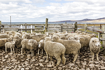 Sheep waiting to be shorn at Long Island Sheep Farms, outside Stanley, Falkland Islands, U.K. Overseas Protectorate, South America