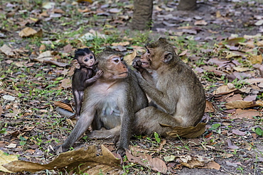 Long-tailed macaques (Macaca fascicularis) grooming near Angkor Thom, Siem Reap, Cambodia, Indochina, Southeast Asia, Asia