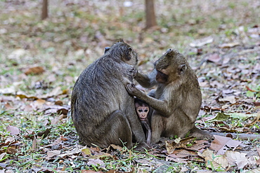 Long-tailed macaques (Macaca fascicularis)grooming near Angkor Thom, Siem Reap, Cambodia, Indochina, Southeast Asia, Asia