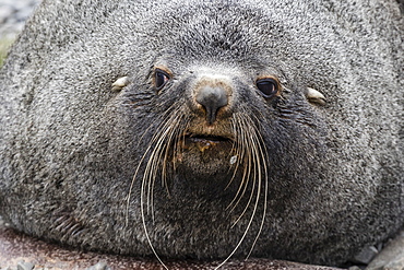 Adult bull Antarctic fur seal (Arctocephalus gazella), head detail, Stromness Harbor, South Georgia, Polar Regions