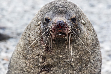 Adult bull Antarctic fur seal (Arctocephalus gazella), head detail, Stromness Harbor, South Georgia, Polar Regions