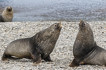 Adult bull Antarctic fur seals (Arctocephalus gazella) fighting in Stromness Harbor, South Georgia, Polar Regions