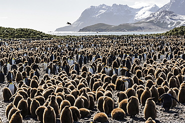 Adult and juvenile king penguins (Aptenodytes patagonicus), at breeding colony at Salisbury Plain, South Georgia, Polar Regions