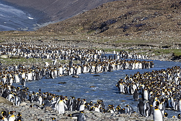 King penguin (Aptenodytes patagonicus) breeding colony at St. Andrews Bay, South Georgia, Polar Regions