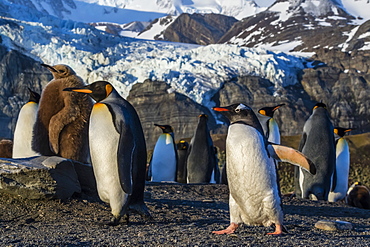 King penguins (Aptenodytes patagonicus), with gentoo penguin (Pygoscelis papua), Gold Harbor, South Georgia, Polar Regions