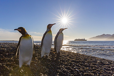 King penguins (Aptenodytes patagonicus) at sunrise, in St. Andrews Bay, South Georgia, Polar Regions