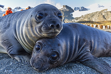 Southern elephant seal pups (Mirounga leonina), Gold Harbor, South Georgia, Polar Regions