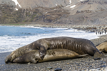 Southern elephant seals (Mirounga leonina) mating, St. Andrews Bay, South Georgia, Polar Regions