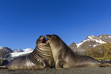 Male southern elephant seal pups (Mirounga leonina) mock-fighting, Gold Harbor, South Georgia, Polar Regions