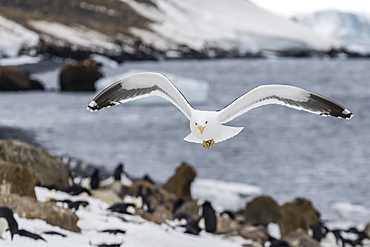 Adult kelp gull (Larus dominicanus) in flight at Brown Bluff, Antarctic Sound, Antarctica, Polar Regions