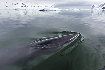 A curious Antarctic minke whale (Balaenoptera bonaerensis), approaches the Zodiac in Neko Harbor, Antarctica, Polar Regions