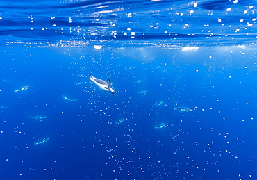 Gentoo penguins (Pygoscelis papua) feeding underwater at Booth Island, Antarctica, Polar Regions