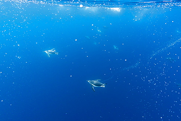 Gentoo penguins (Pygoscelis papua) feeding underwater at Booth Island, Antarctica, Polar Regions