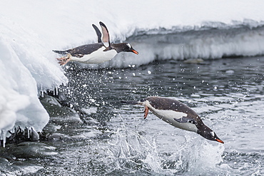 Gentoo penguins (Pygoscelis papua) leaping into the sea at Booth Island, Antarctica, Polar Regions