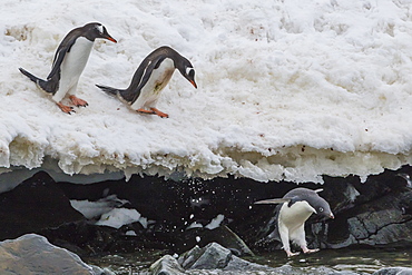 Gentoo penguins (Pygoscelis papua) leaping into the sea with Adelie penguin at Booth Island, Antarctica, Polar Regions