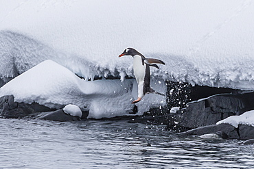 Gentoo penguin (Pygoscelis papua) leaping into the sea at Booth Island, Antarctica, Polar Regions