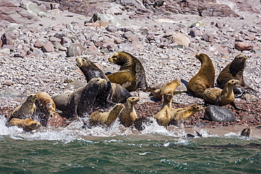 California sea lion (Zalophus californianus) herd stampeding to the sea at Isla San Esteban, Baja California, Mexico, North America