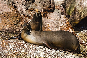 California sea lion (Zalophus californianus) pair hauled out on Isla San Pedro Martir, Baja California, Mexico, North America