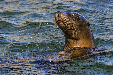 California sea lion (Zalophus californianus) juvenile in the water at Isla San Pedro Martir, Baja California, Mexico, North America