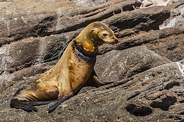 California sea lion (Zalophus californianus) female with monofilament net around her neck on Los Islotes, Baja California Sur, Mexico, North America