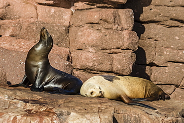 California sea lions (Zalophus californianus) hauled out on Los Islotes, Baja California Sur, Mexico, North America