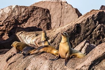 California sea lions (Zalophus californianus) with monofilament net around their neckst on Los Islotes, Baja California Sur, Mexico, North America