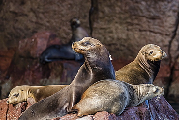 California sea lions (Zalophus californianus) hauled out on Los Islotes, Baja California Sur, Mexico, North America