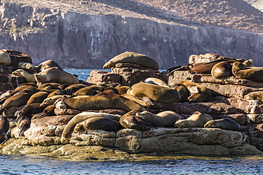 California sea lions (Zalophus californianus) hauled out on Los Islotes, Baja California Sur, Mexico, North America