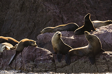 California sea lions (Zalophus californianus) hauled out on Los Islotes, Baja California Sur, Mexico, North America