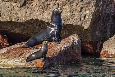 California sea lion (Zalophus californianus) bull and pup hauled out on Los Islotes, Baja California Sur, Mexico, North America