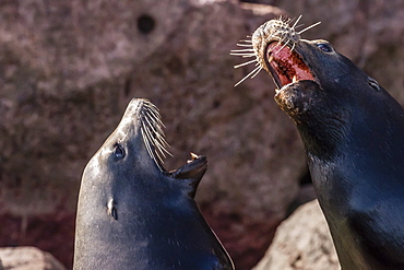 California sea lions (Zalophus californianus) hauled out on Los Islotes, Baja California Sur, Mexico, North America