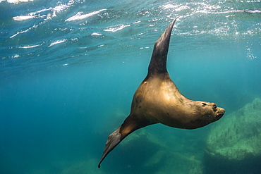 Adult California sea lion (Zalophus californianus) underwater at Los Islotes, Baja California Sur, Mexico, North America