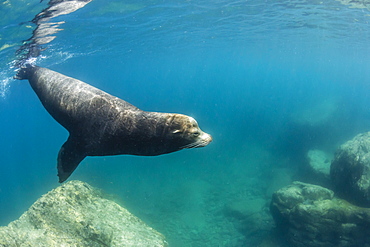 Adult California sea lion (Zalophus californianus) bull underwater at Los Islotes, Baja California Sur, Mexico, North America