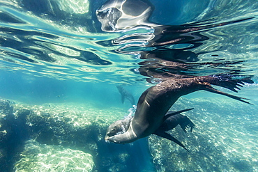 Adult California sea lions (Zalophus californianus) underwater at Los Islotes, Baja California Sur, Mexico, North America