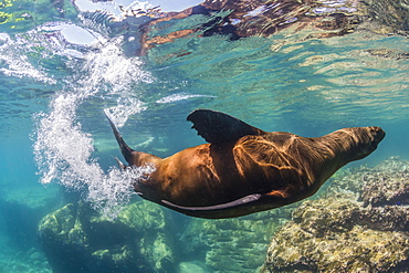 Adult California sea lion (Zalophus californianus) underwater at Los Islotes, Baja California Sur, Mexico, North America