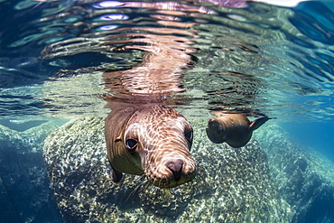 Adult California sea lions (Zalophus californianus) underwater at Los Islotes, Baja California Sur, Mexico, North America