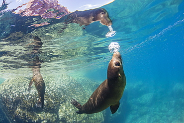 Adult California sea lions (Zalophus californianus) underwater at Los Islotes, Baja California Sur, Mexico, North America