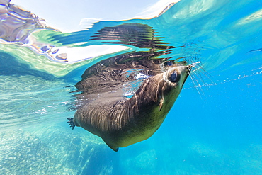 Adult California sea lion (Zalophus californianus) underwater at Los Islotes, Baja California Sur, Mexico, North America