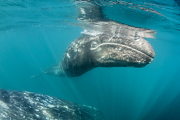 California gray whale (Eschrichtius robustus) mother and calf underwater in San Ignacio Lagoon, Baja California Sur, Mexico, North America