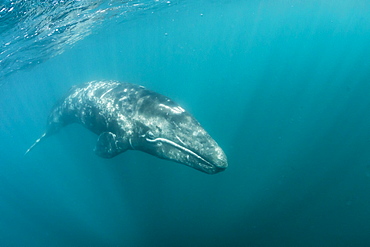 California gray whale (Eschrichtius robustus) calf underwater in San Ignacio Lagoon, Baja California Sur, Mexico, North America