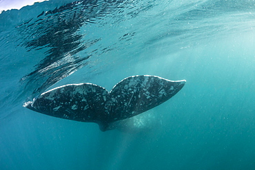 California gray whale (Eschrichtius robustus) flukes underwater in San Ignacio Lagoon, Baja California Sur, Mexico, North America