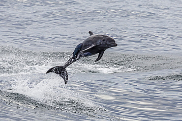 Adult bottlenose dolphin (Tursiops truncatus), leaping into the air near Santa Rosalia, Baja California Sur, Mexico, North America